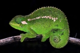 Hooglanden van diversiteit: nog een nieuwe kameleon uit de Bale-regio, Ethiopië