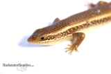 Veelvoorkomende fouten bij het houden van reptielen