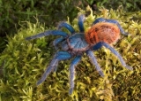 Wat zijn de meest kleurrijke huisdierentarantula’s?