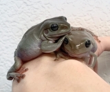 Wat eten White’s Tree Frogs?