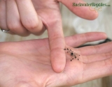 Welk geslacht is mijn tarantula?